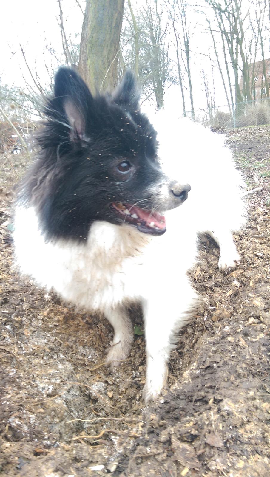 Volpino italiano Fotti  billede 16