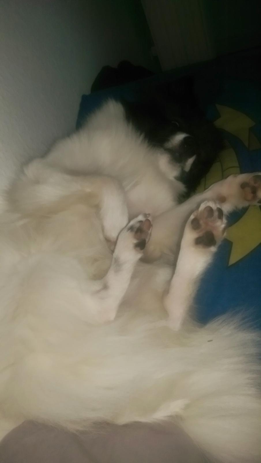 Volpino italiano Fotti  billede 17