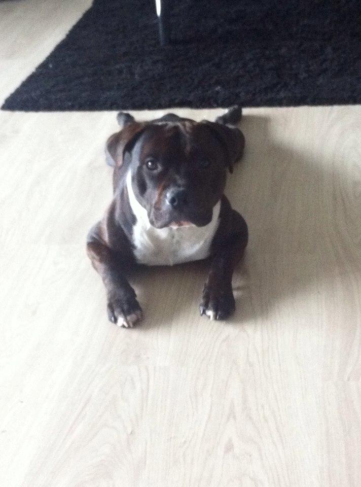Staffordshire bull terrier Kay billede 9
