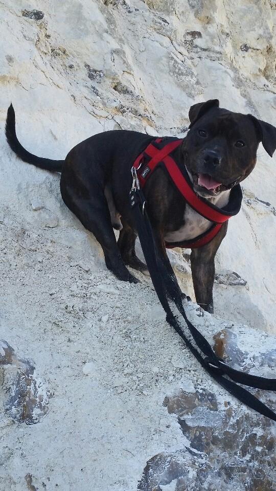 Staffordshire bull terrier Kay billede 10