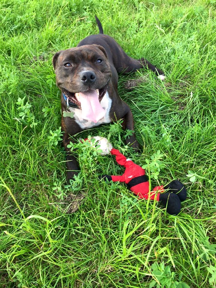 Staffordshire bull terrier Kay billede 11