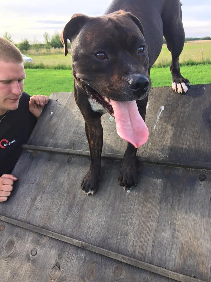 Staffordshire bull terrier Kay billede 12