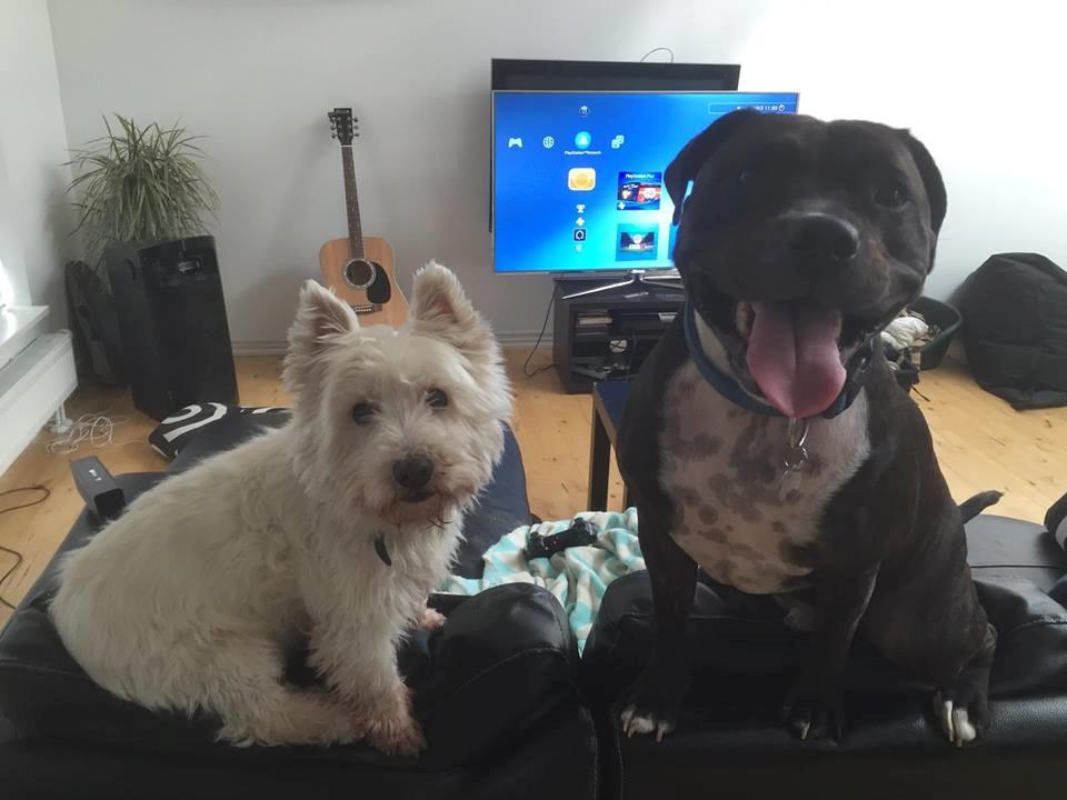 Staffordshire bull terrier Kay billede 8