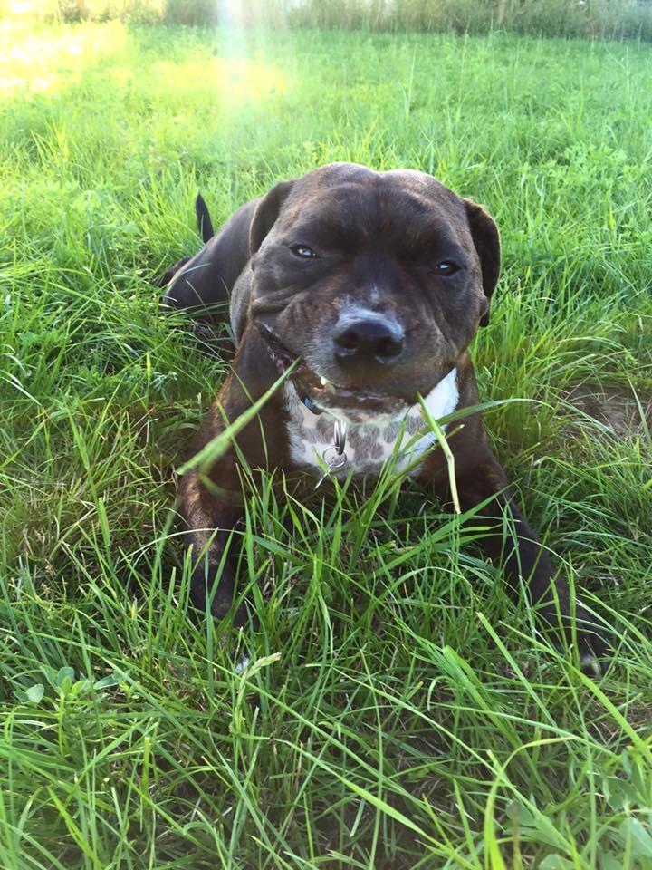 Staffordshire bull terrier Kay billede 14