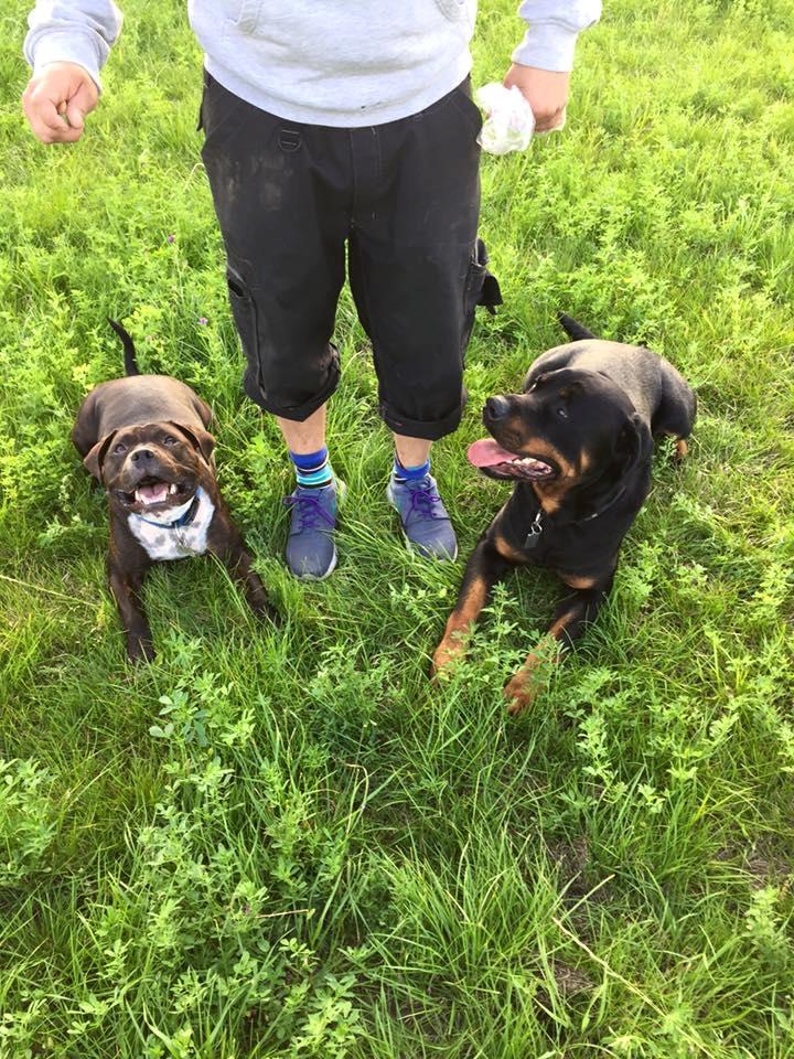 Staffordshire bull terrier Kay billede 13