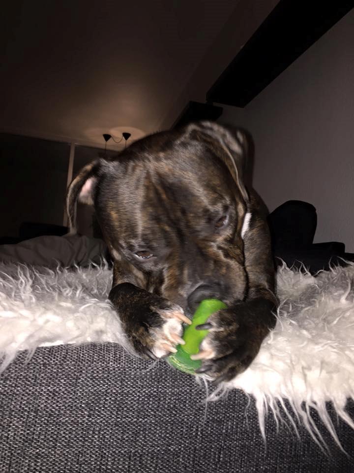 Staffordshire bull terrier Kay billede 15