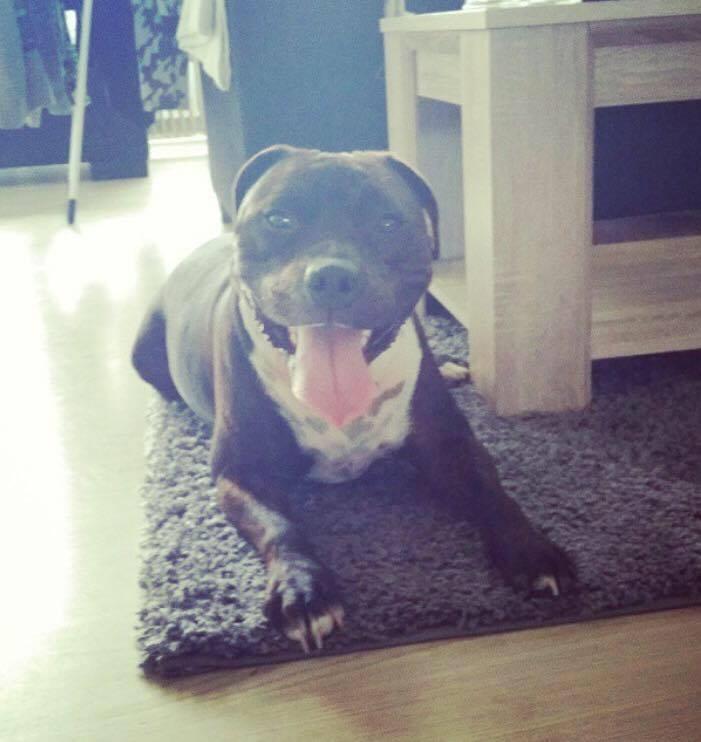 Staffordshire bull terrier Kay billede 16