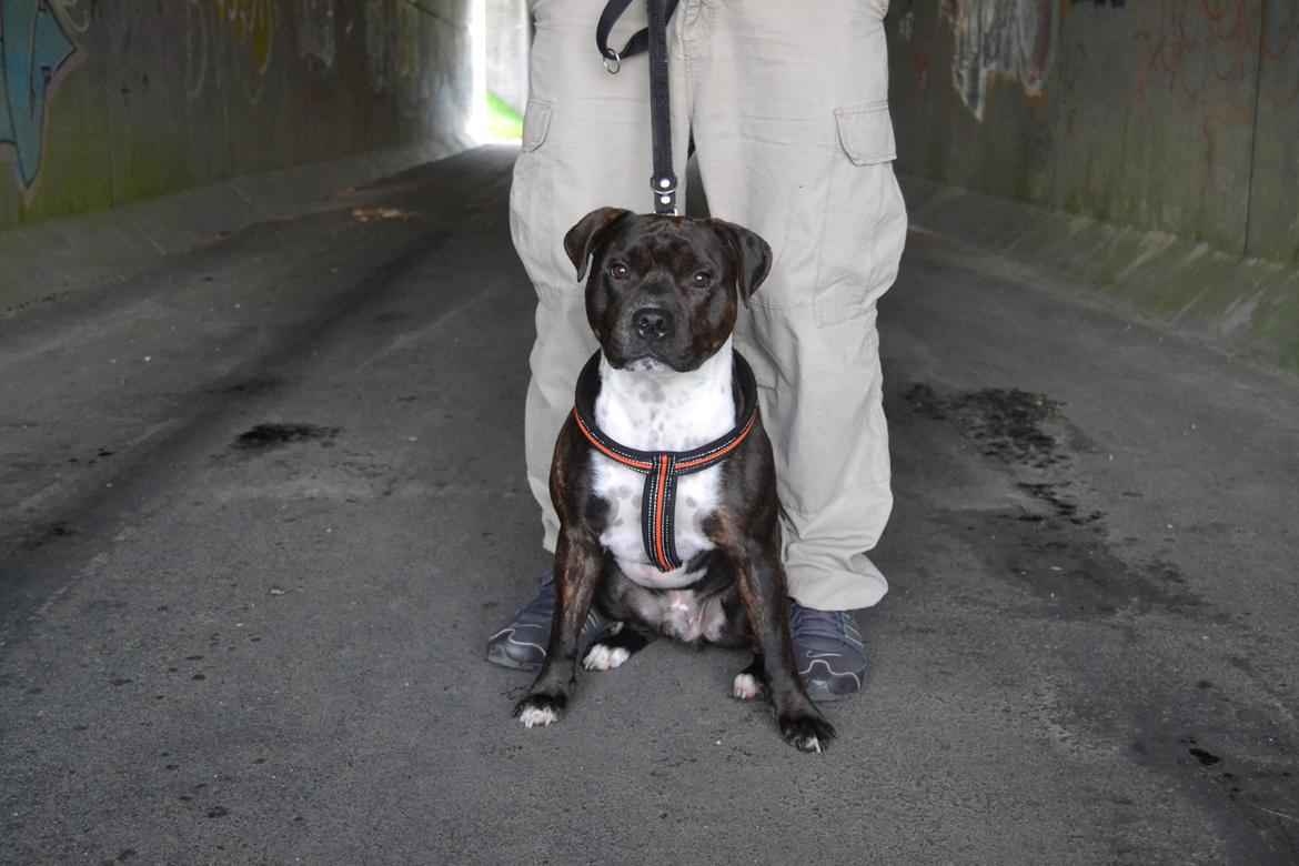 Staffordshire bull terrier Kay billede 1