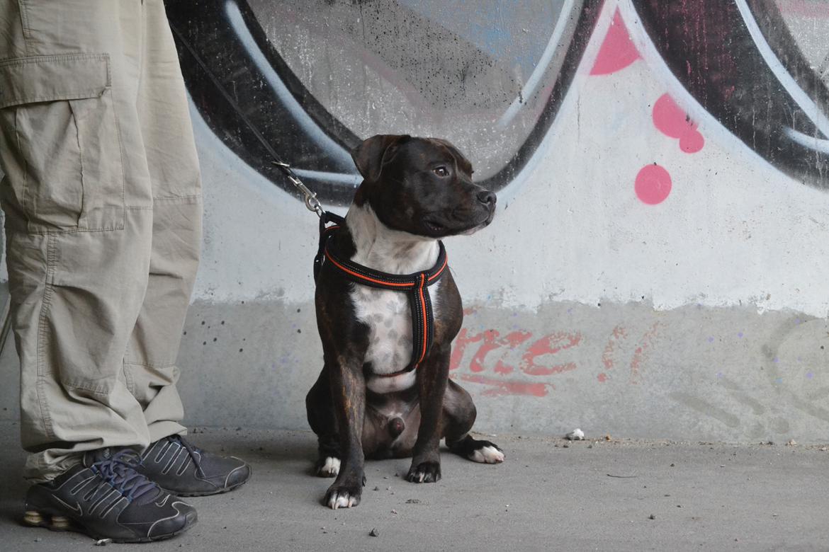 Staffordshire bull terrier Kay billede 17