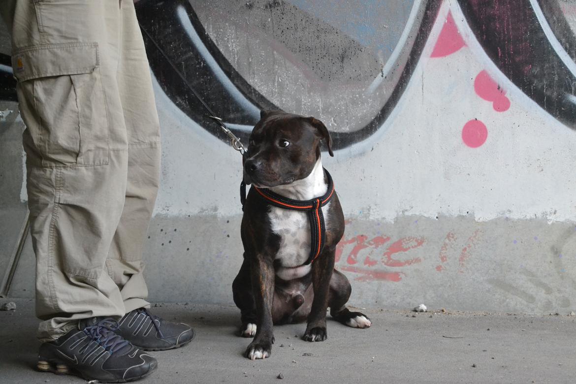 Staffordshire bull terrier Kay billede 18