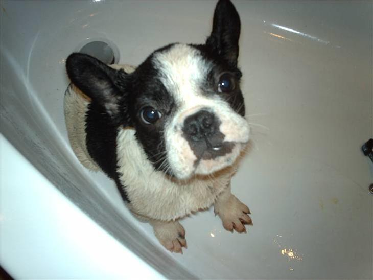 Fransk bulldog Bosse - bosse som hvalp billede 13