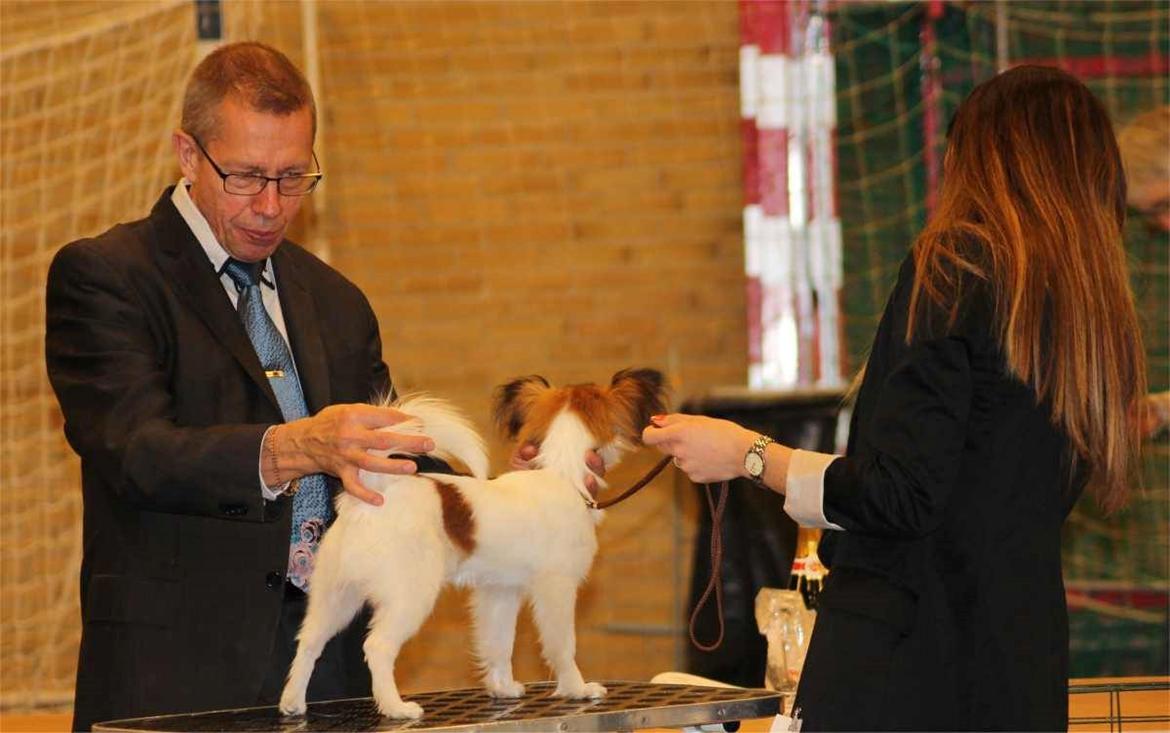 Papillon Nellie billede 26