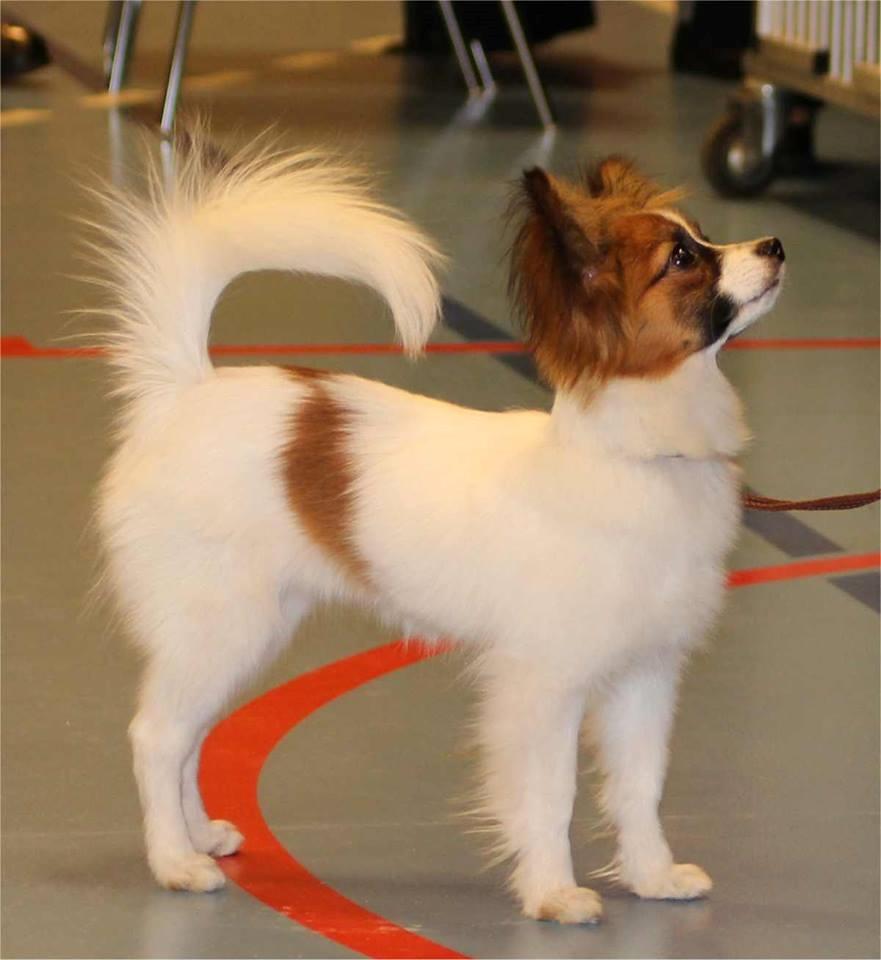 Papillon Nellie billede 27