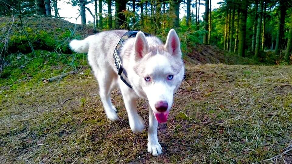 Siberian husky Balto billede 16