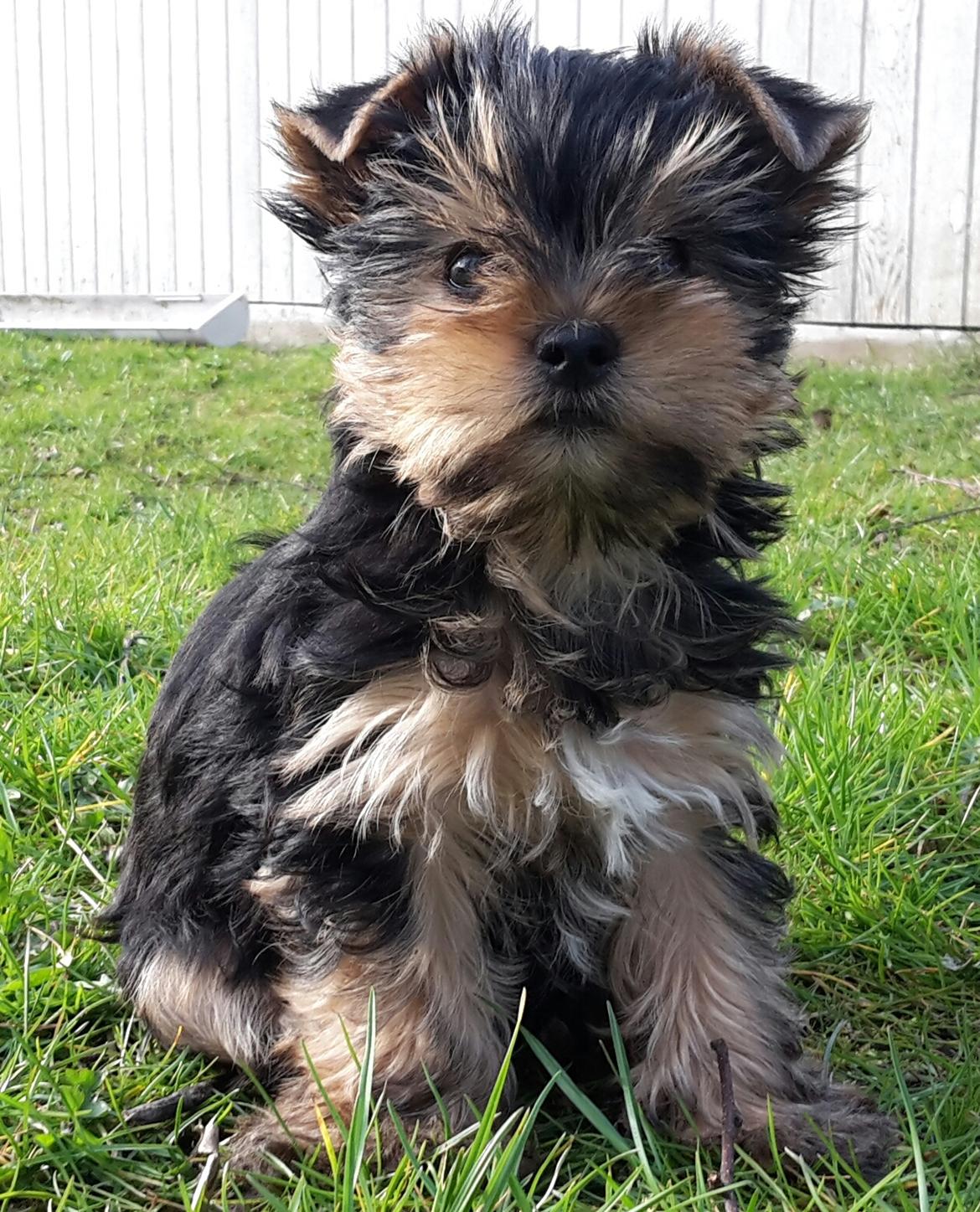 Yorkshire terrier Cujo billede 3