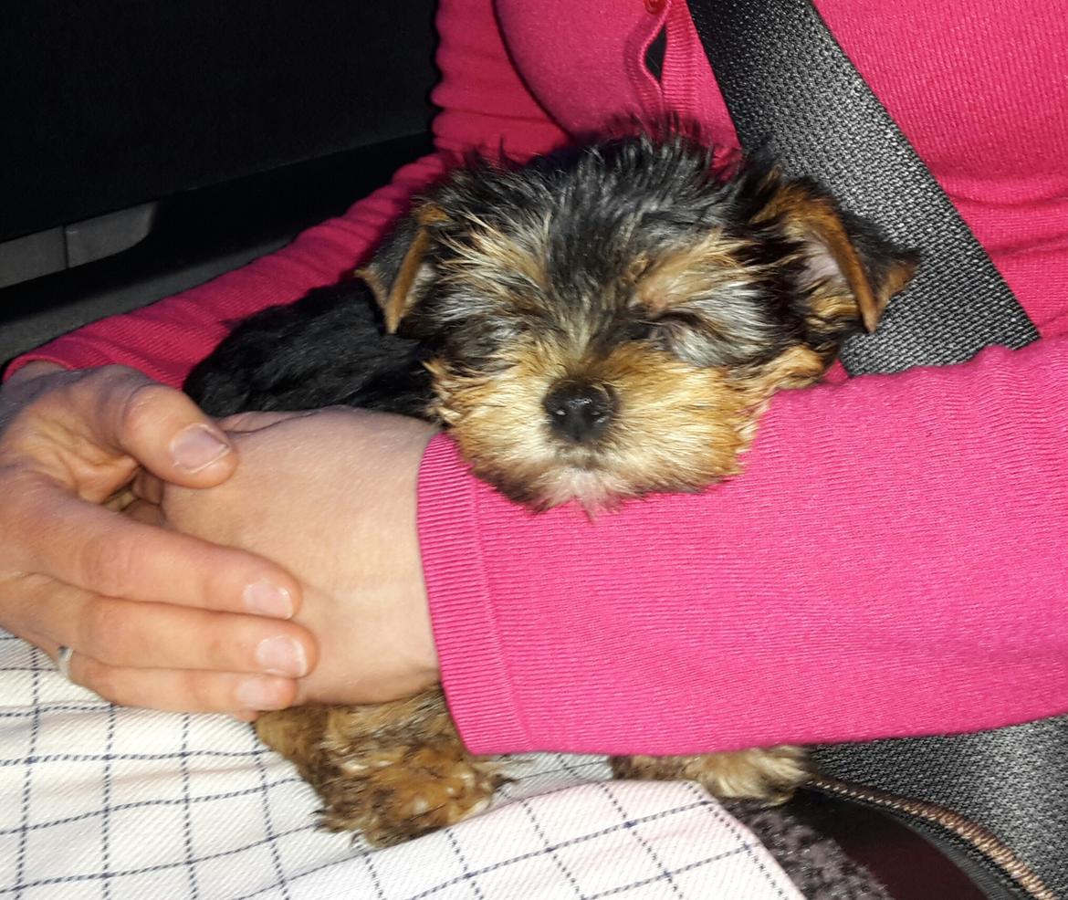 Yorkshire terrier Cujo billede 4