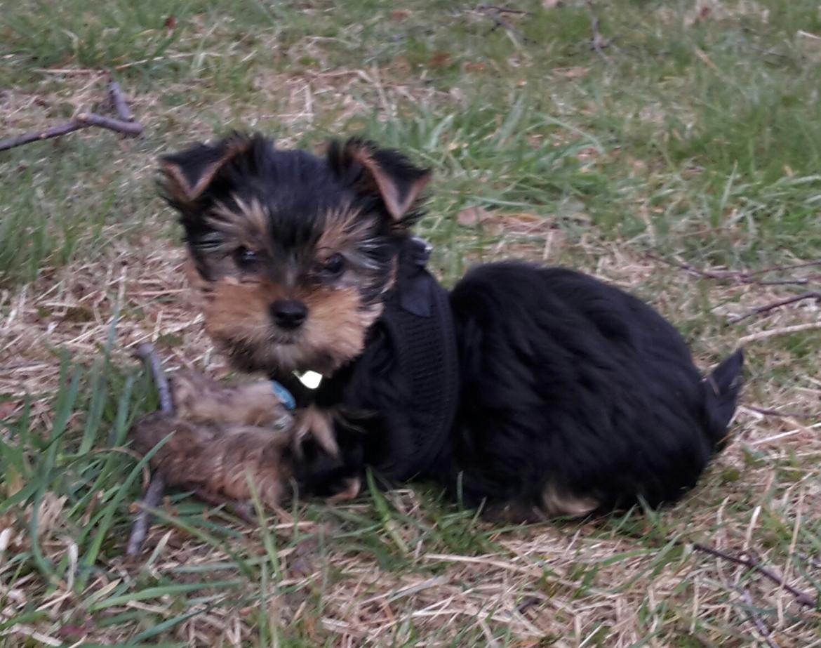 Yorkshire terrier Cujo billede 12