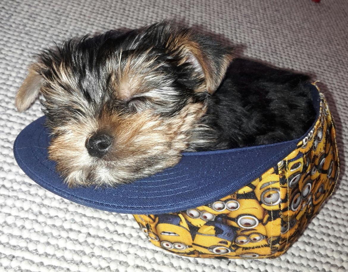 Yorkshire terrier Cujo billede 14