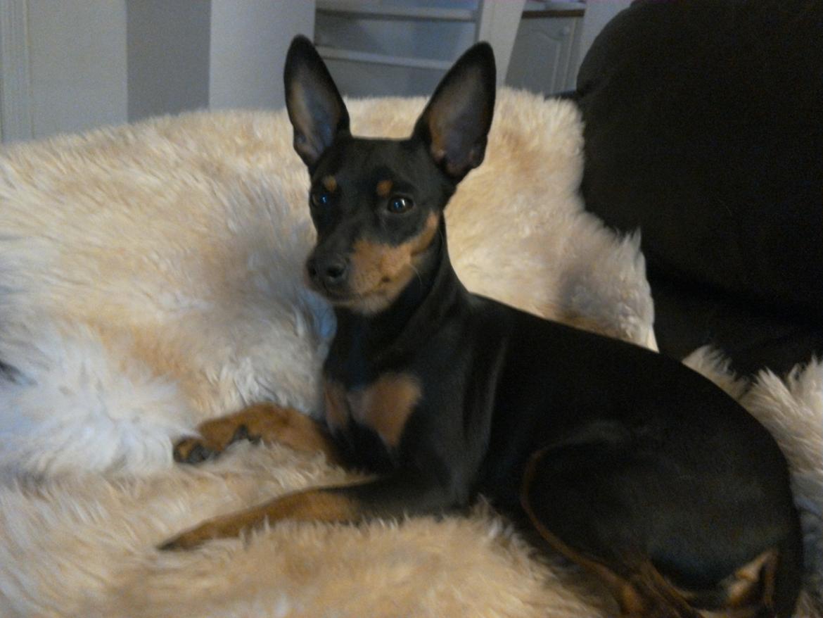 Dvaergpinscher Vappe billede 1