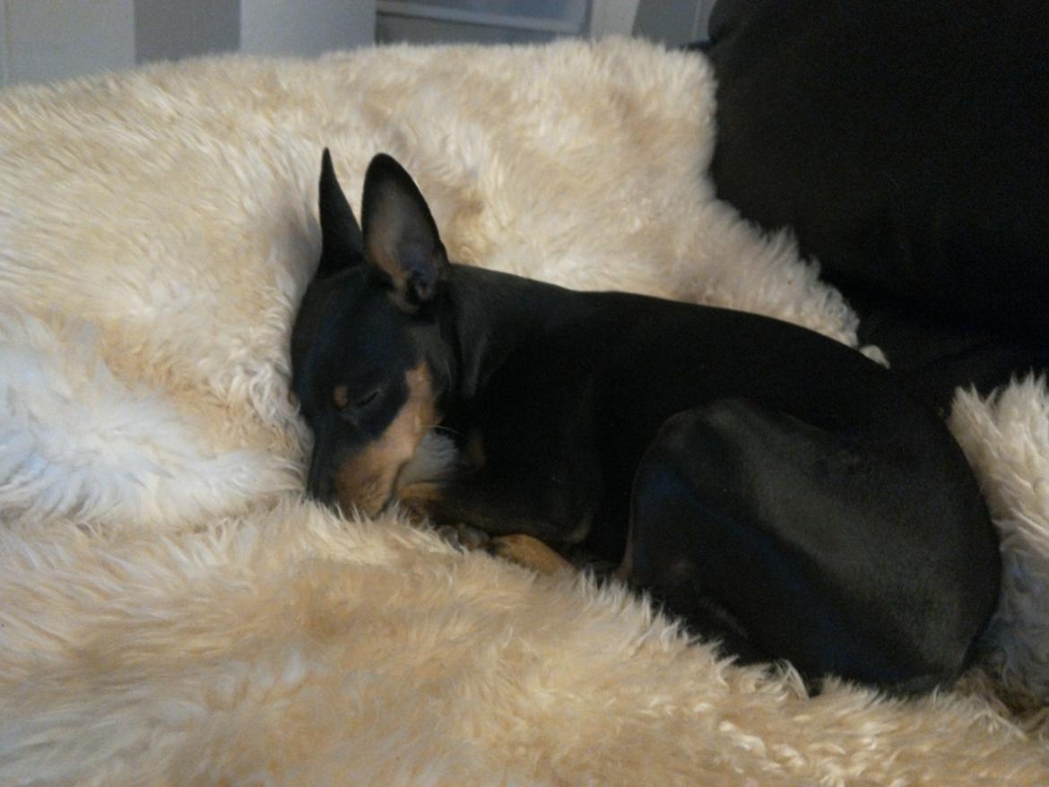Dvaergpinscher Vappe billede 2
