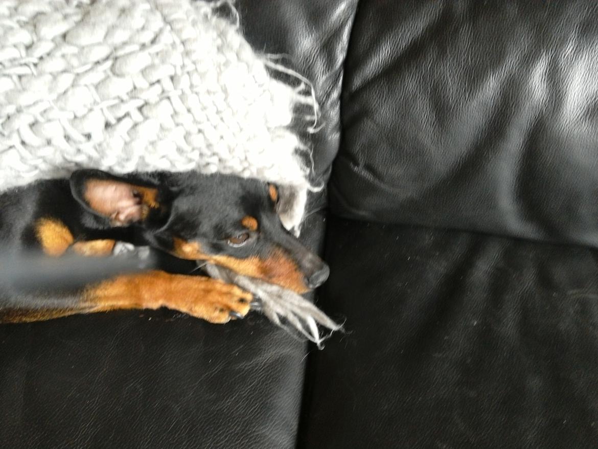 Dvaergpinscher Vappe billede 4