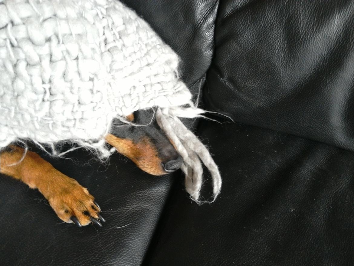 Dvaergpinscher Vappe billede 5
