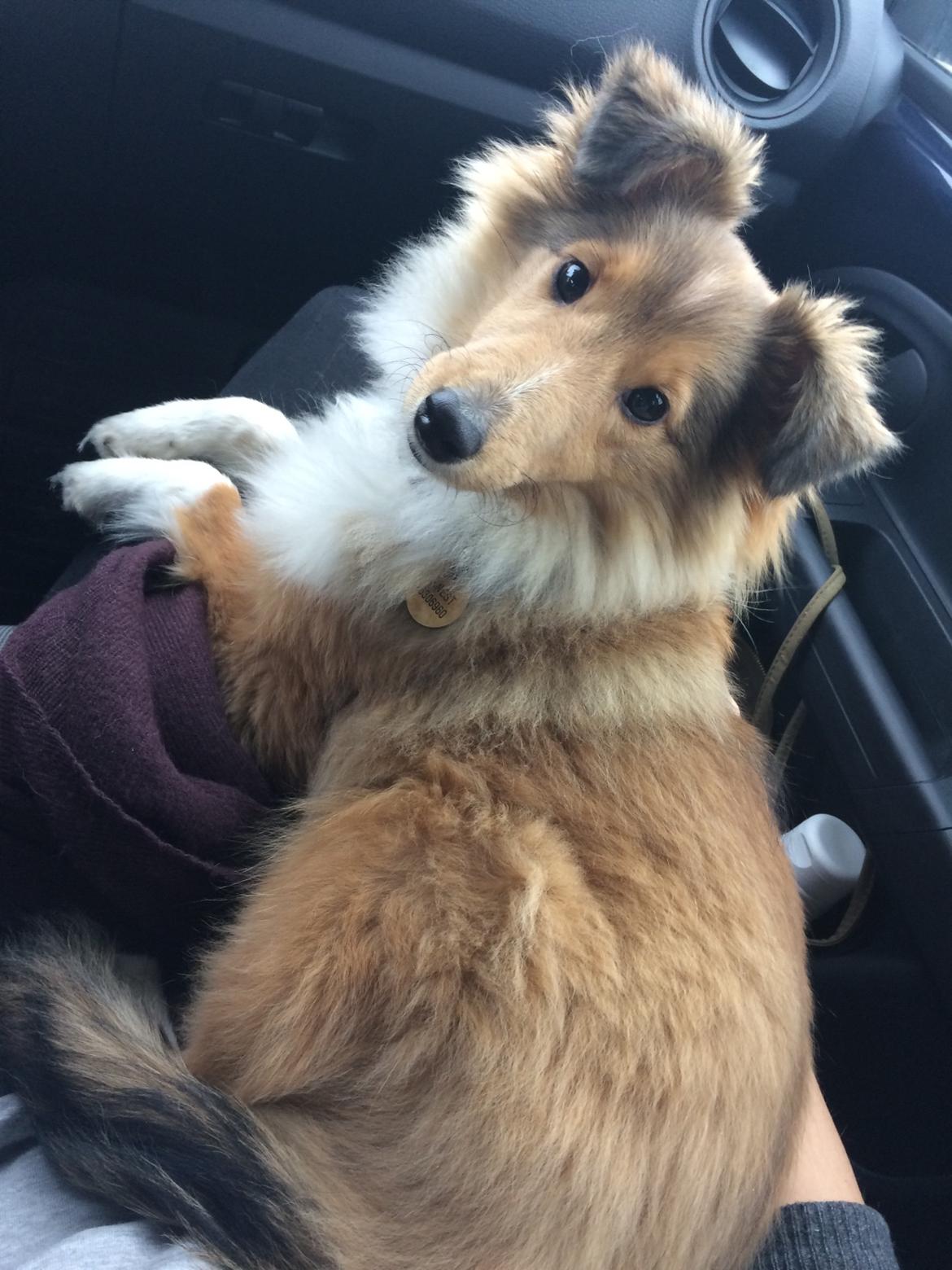 Shetland sheepdog Canto billede 18
