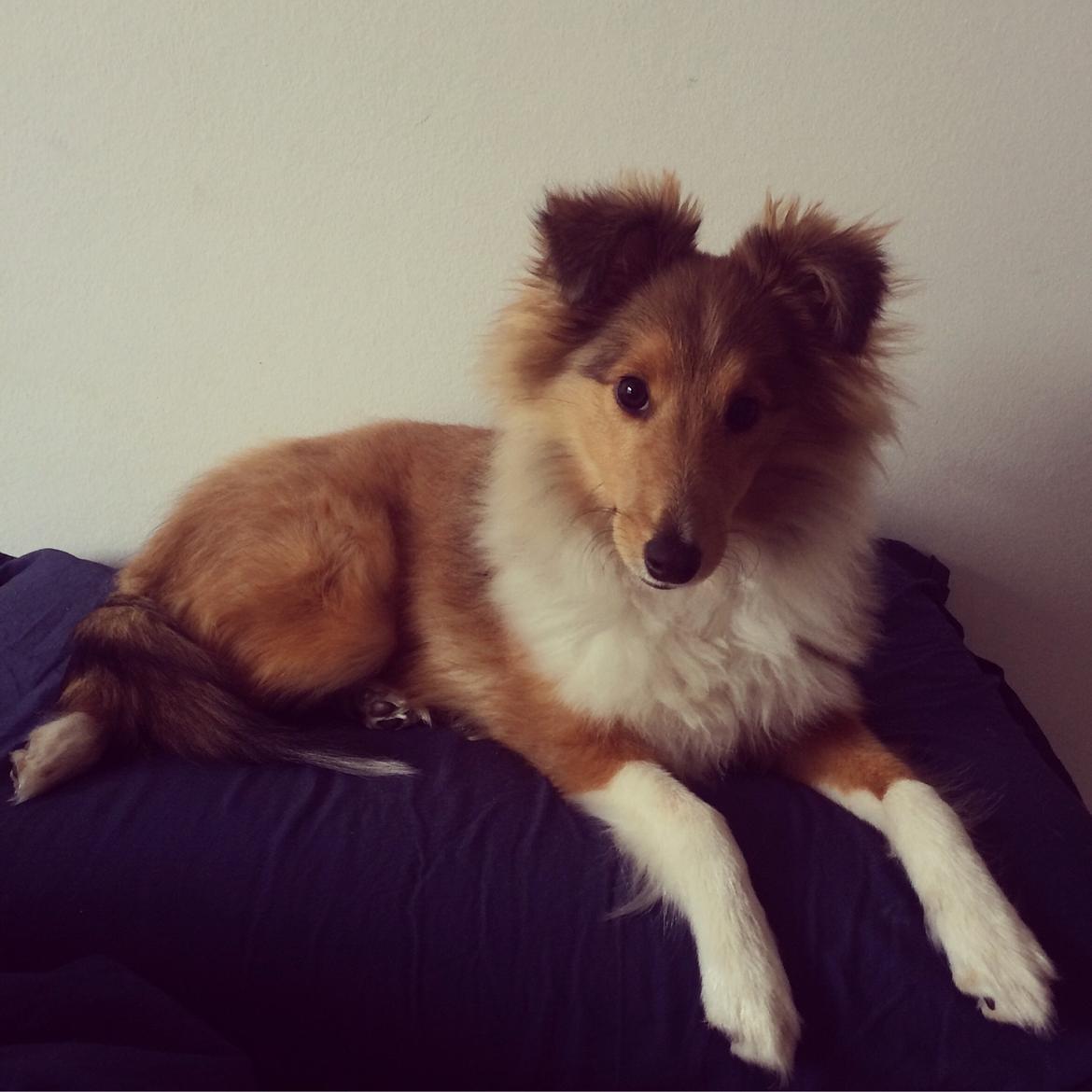 Shetland sheepdog Canto billede 14