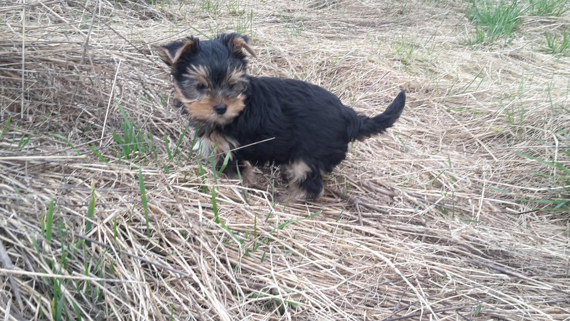 Yorkshire terrier Cujo billede 15