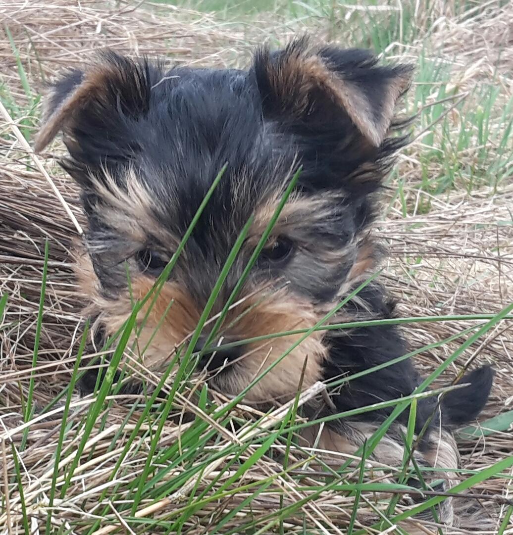 Yorkshire terrier Cujo billede 19