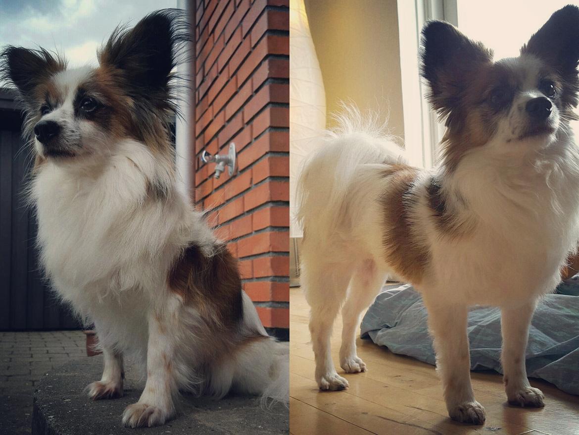 Papillon Bølle *R.I.P.* - 6/4-16 Så blev Bølle lige studset igen. billede 34