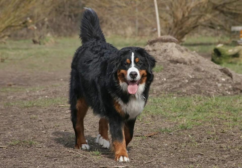 Berner sennenhund Balder billede 7