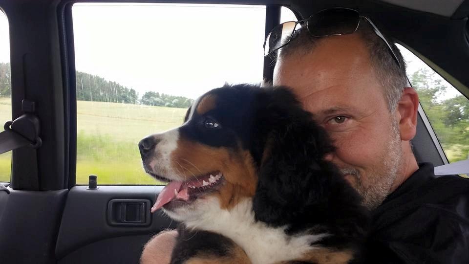 Berner sennenhund Balder billede 1