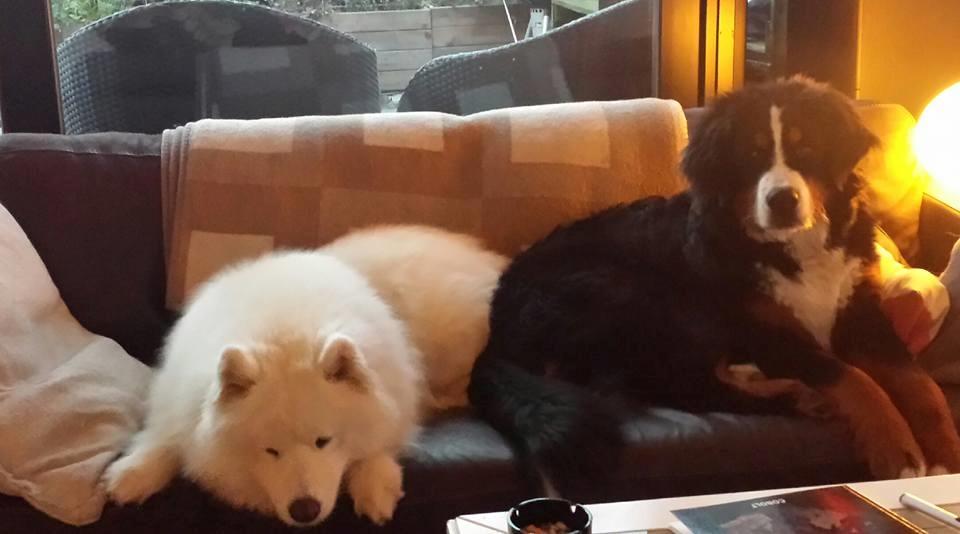 Berner sennenhund Balder billede 6