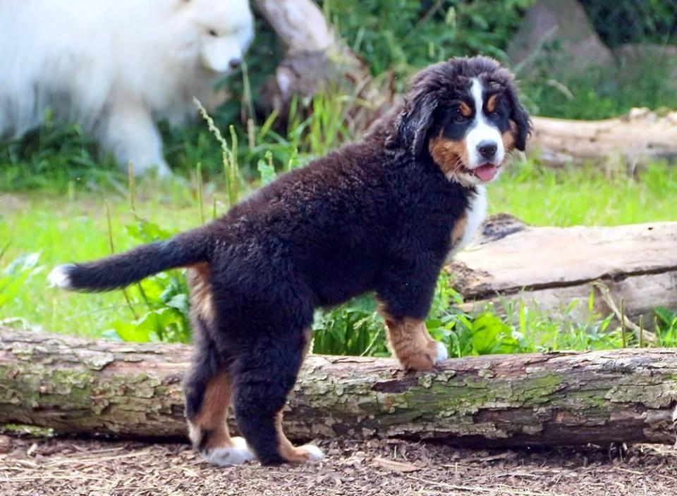 Berner sennenhund Balder billede 3