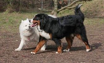 Berner sennenhund Balder billede 8