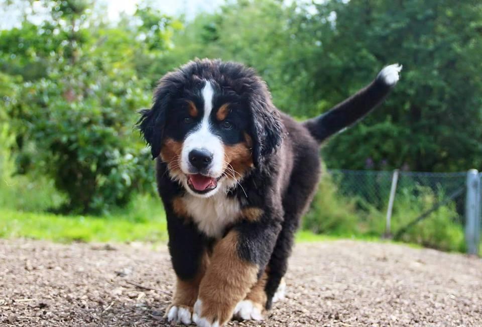 Berner sennenhund Balder billede 2