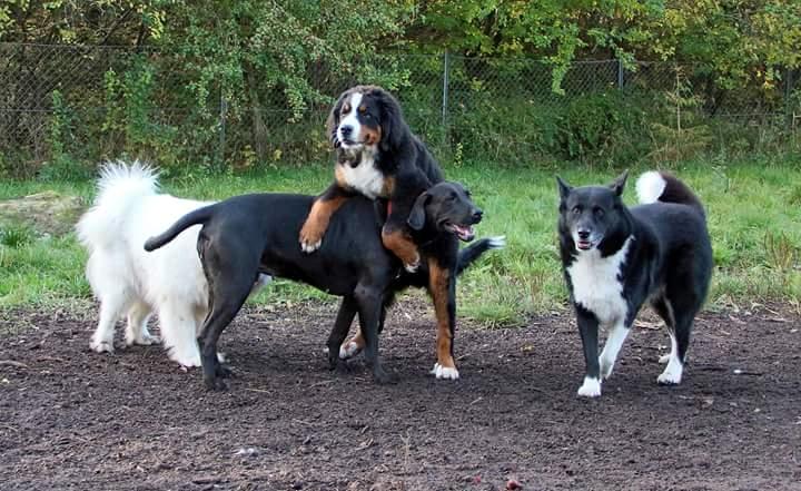 Berner sennenhund Balder billede 4