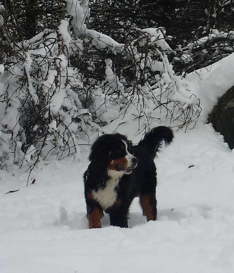 Berner sennenhund Balder billede 5