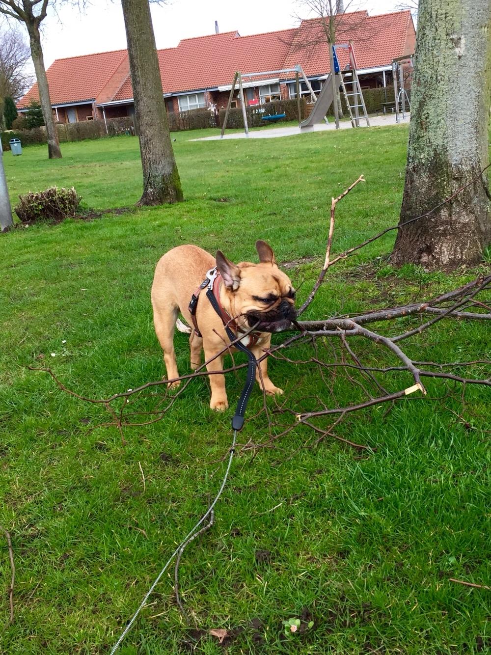 Fransk bulldog Uffe (Helvedeshunden fra Mordor) billede 16