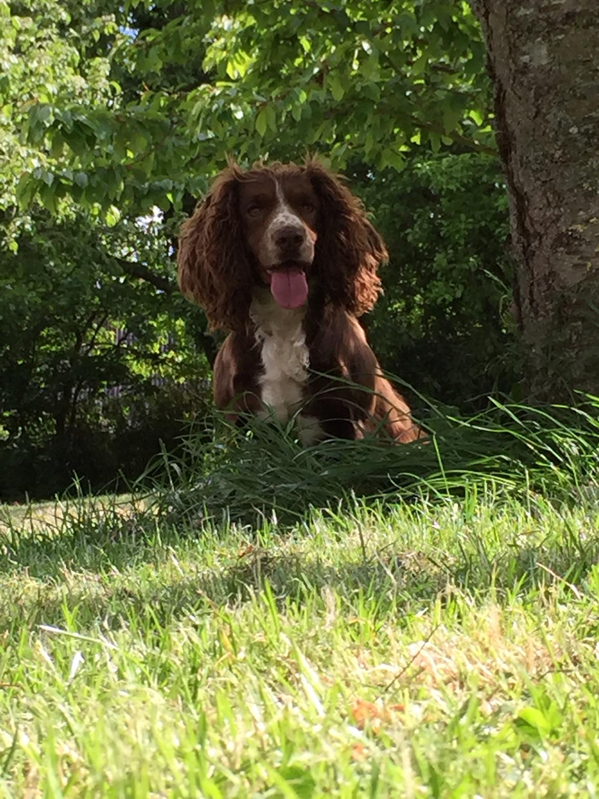 Field Trial Cockerspaniel Kennel leadways Brown suger  billede 2