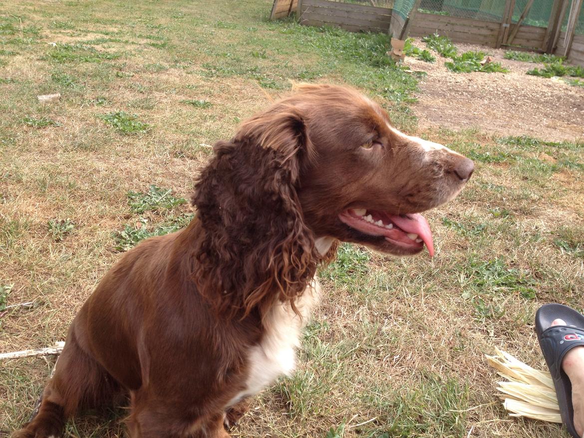 Field Trial Cockerspaniel Kennel leadways Brown suger  billede 1