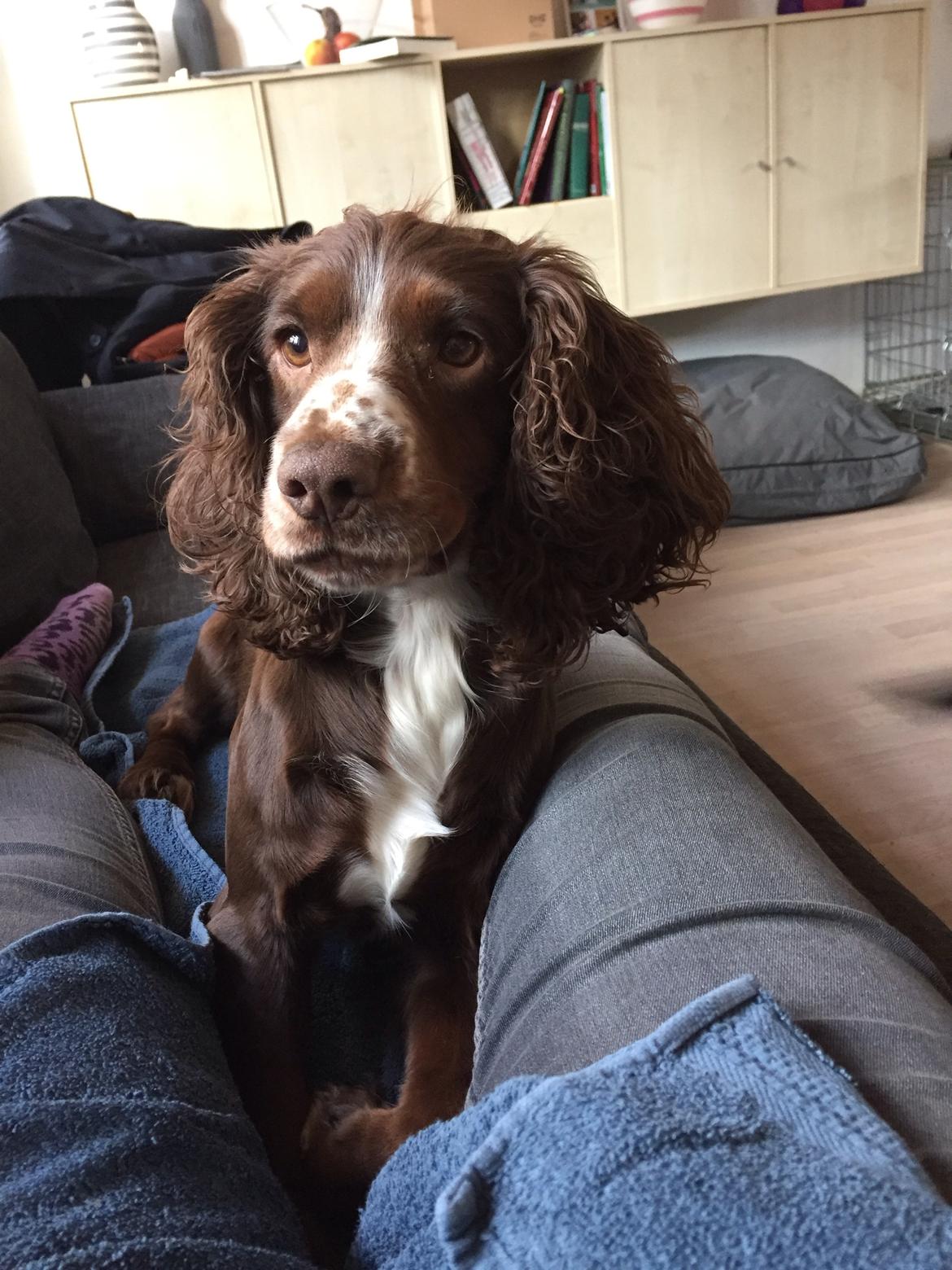 Field Trial Cockerspaniel Kennel leadways Brown suger  billede 4