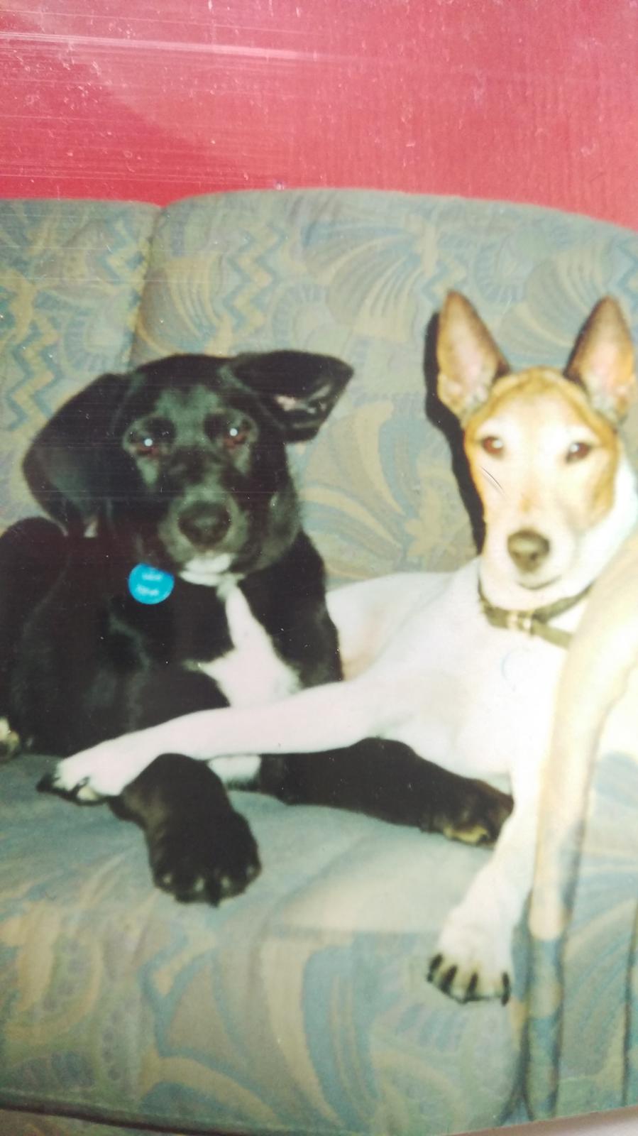 Glathåret foxterrier Jessie - 9 Juli 1993- 26 august 2006 - Dec.1999 Nova flyttede ind og Jessie overtog hende som sin egen. billede 20