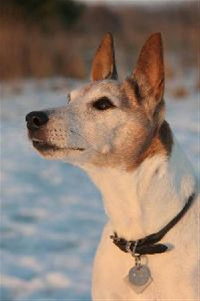 Glathåret foxterrier Jessie - 9 Juli 1993- 26 august 2006 - 13 år gammel 2006 billede 6