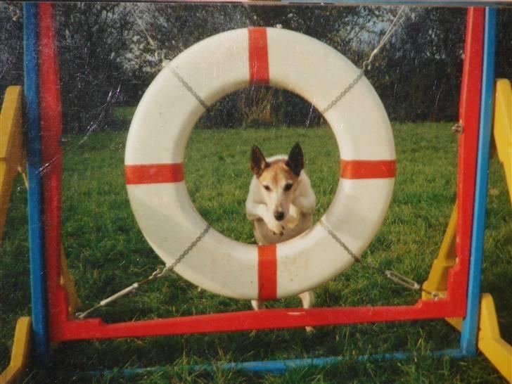 Glathåret foxterrier Jessie - 9 Juli 1993- 26 august 2006 - 1995 Til Agility i DCH  billede 30