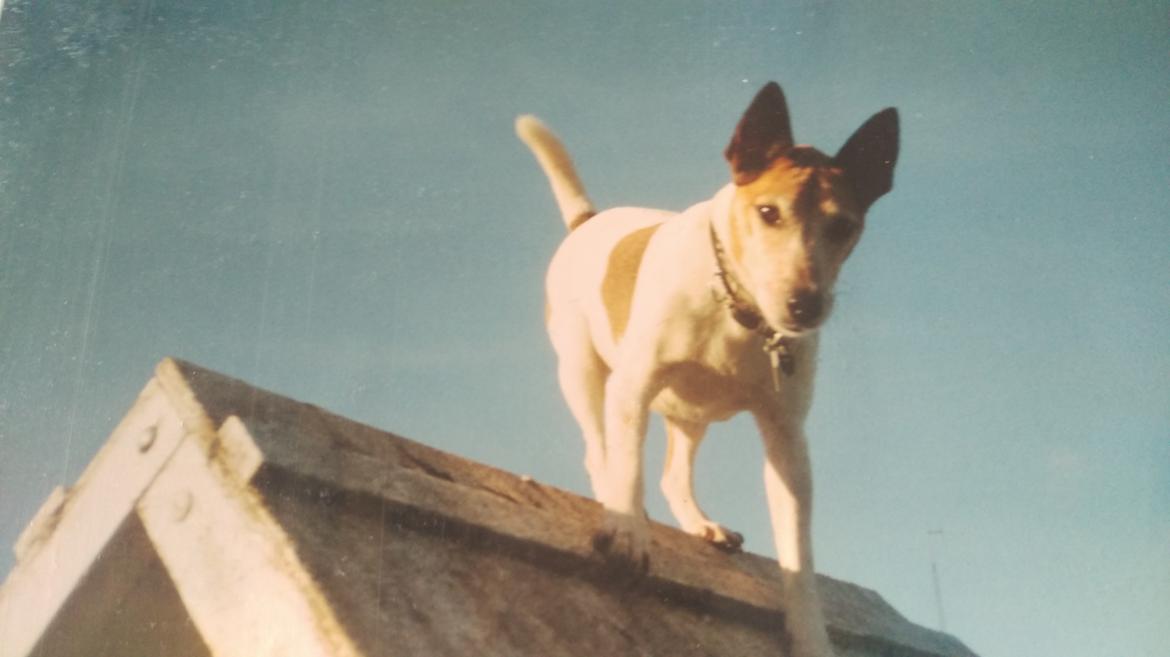 Glathåret foxterrier Jessie - 9 Juli 1993- 26 august 2006 - På springet 2002  billede 24