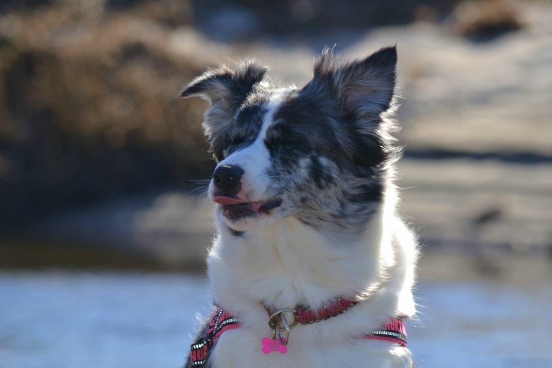 Australian shepherd Joya 31.03.2010-20.04.2019 billede 1