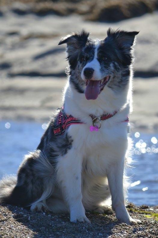 Australian shepherd Joya 31.03.2010-20.04.2019 billede 2