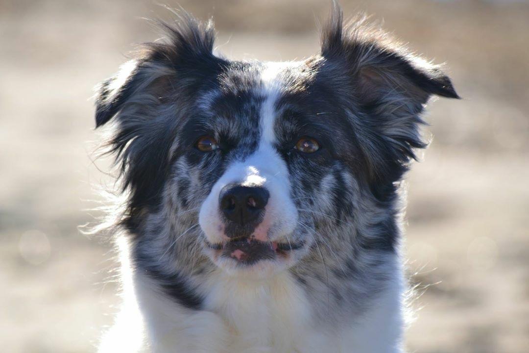 Australian shepherd Joya 31.03.2010-20.04.2019 billede 3